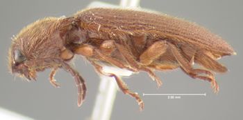Media type: image;   Entomology 24391 Aspect: habitus lateral view